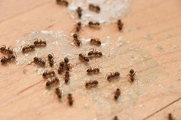 Best Wildlife Control Services  in Gladwin, MI