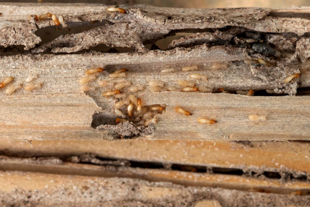 Best Pest Removal Services  in Gladwin, MI